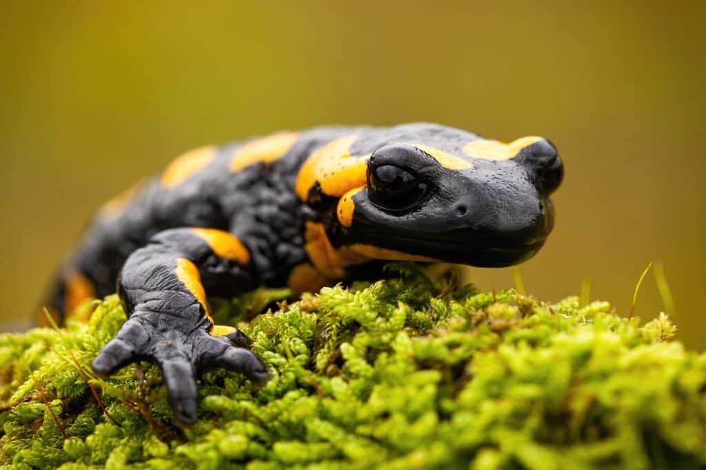 salamandre tachetée