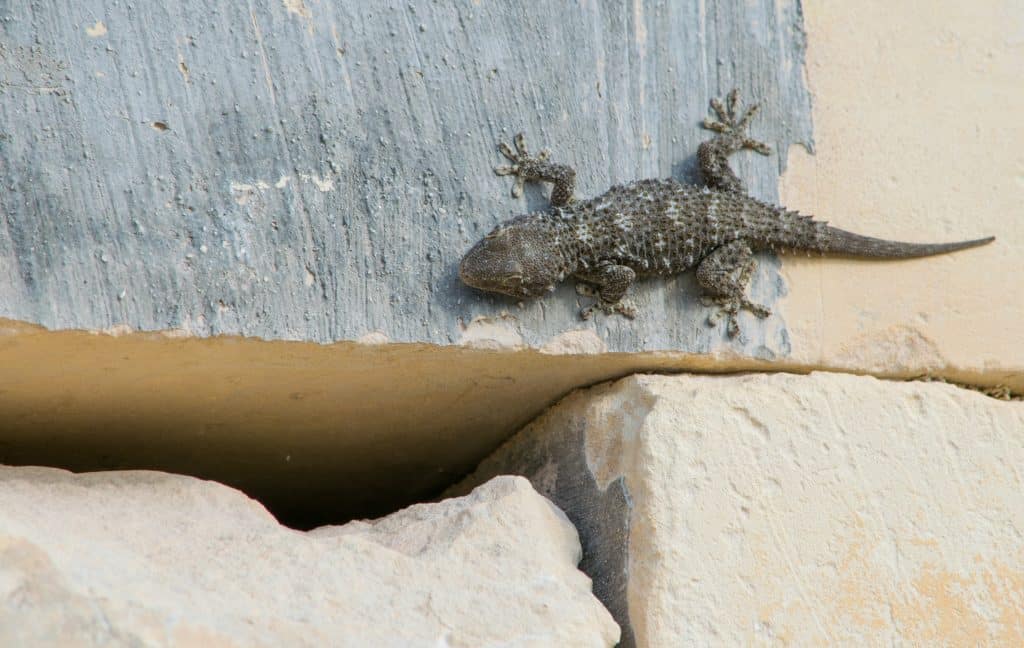 signification d'une salamandre dans la maison