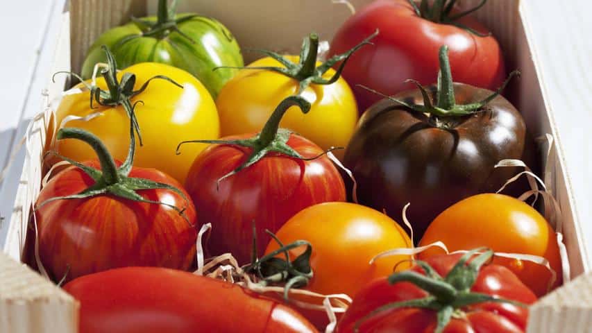 tomate fruit ou légume