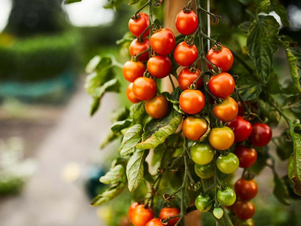 tomates grappe