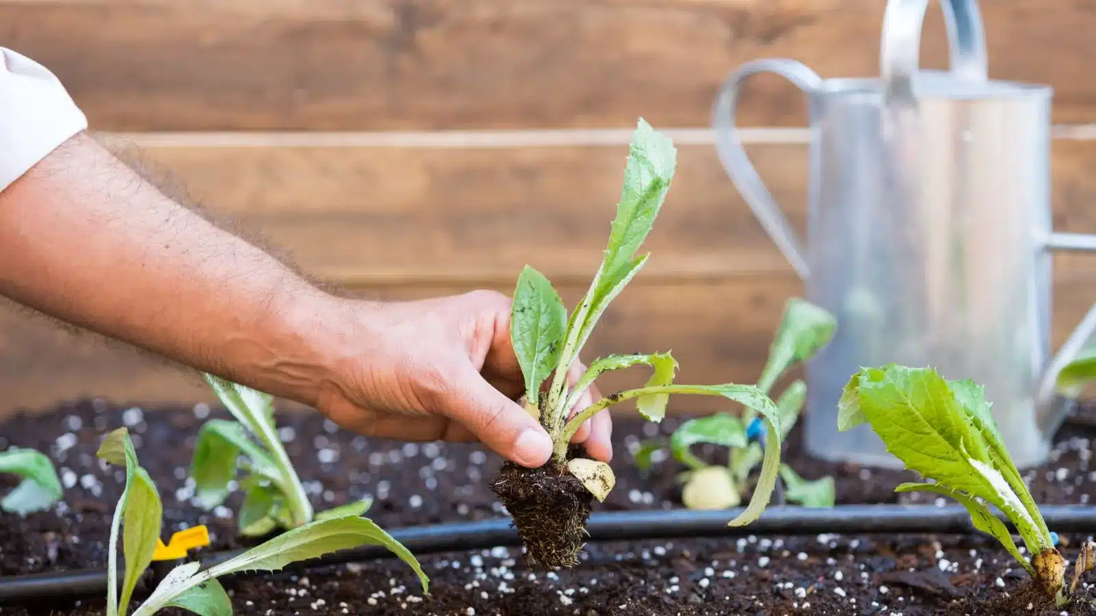 11 légumes à planter en août