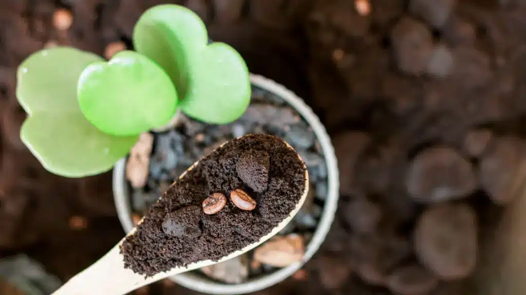 9 plantes qui n'aiment absolument pas le marc de café