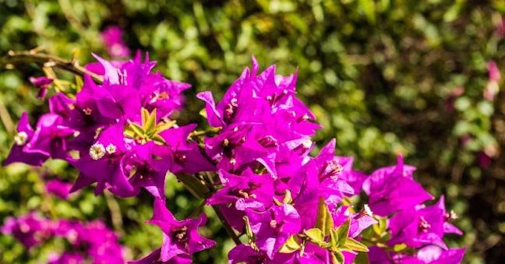 bouturer le bougainvillier