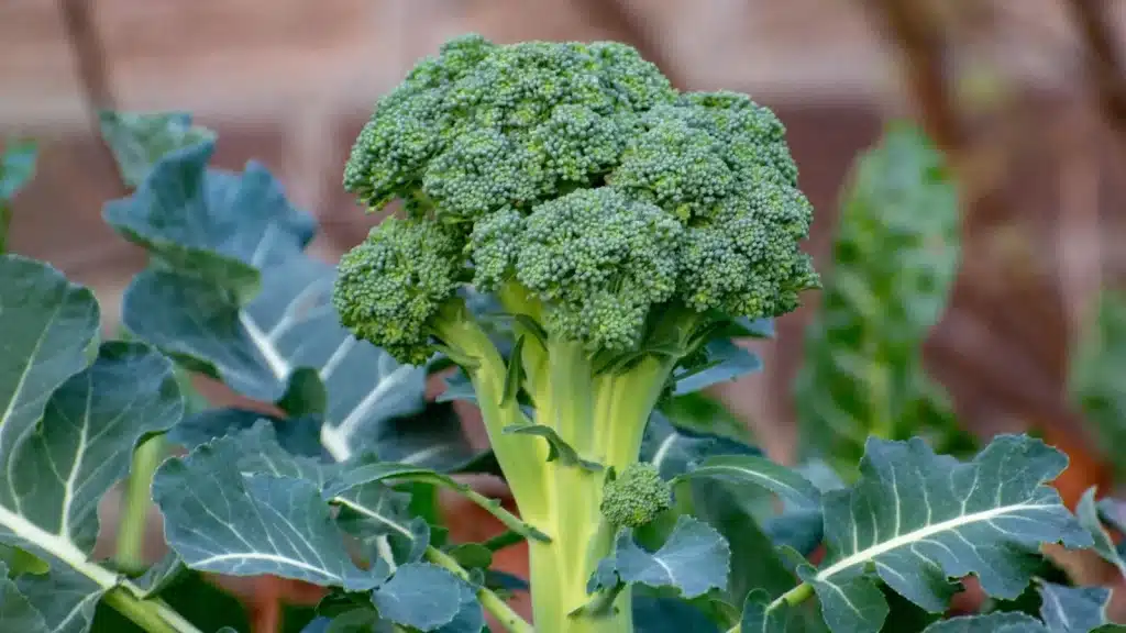 brocoli