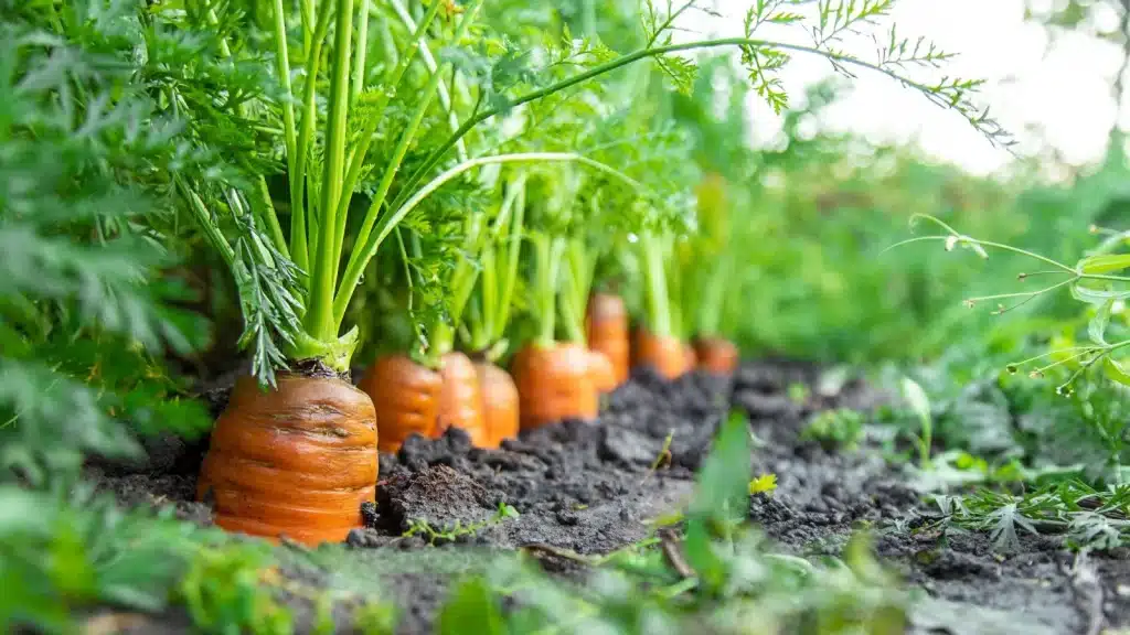 carottes