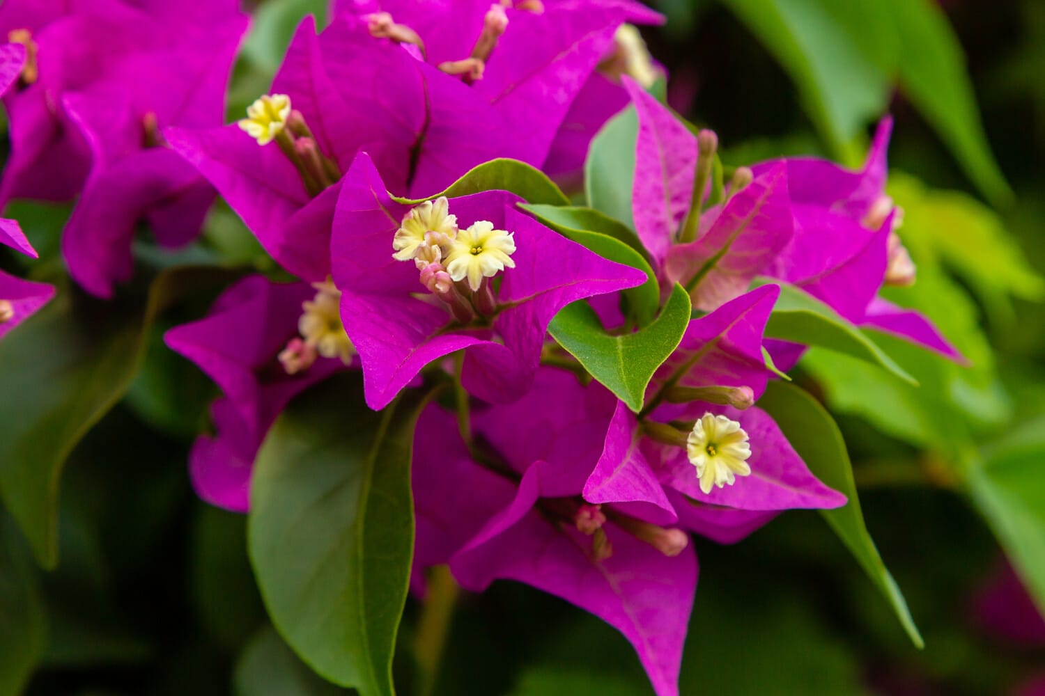 Comment bouturer le bougainvillier