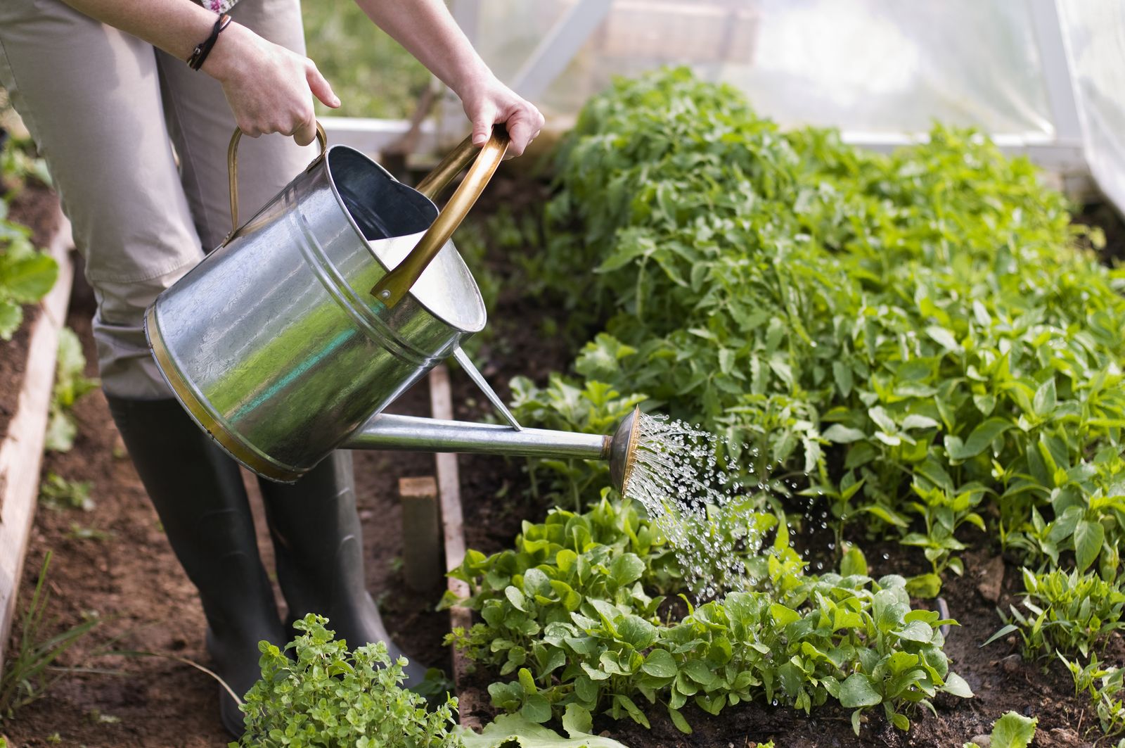 Économiser l'eau dans le jardin 6 conseils précieux et méconnues