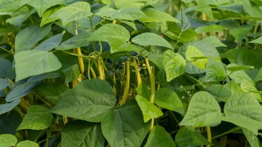 haricots de brousse