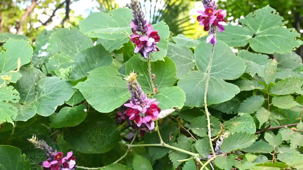 kudzu