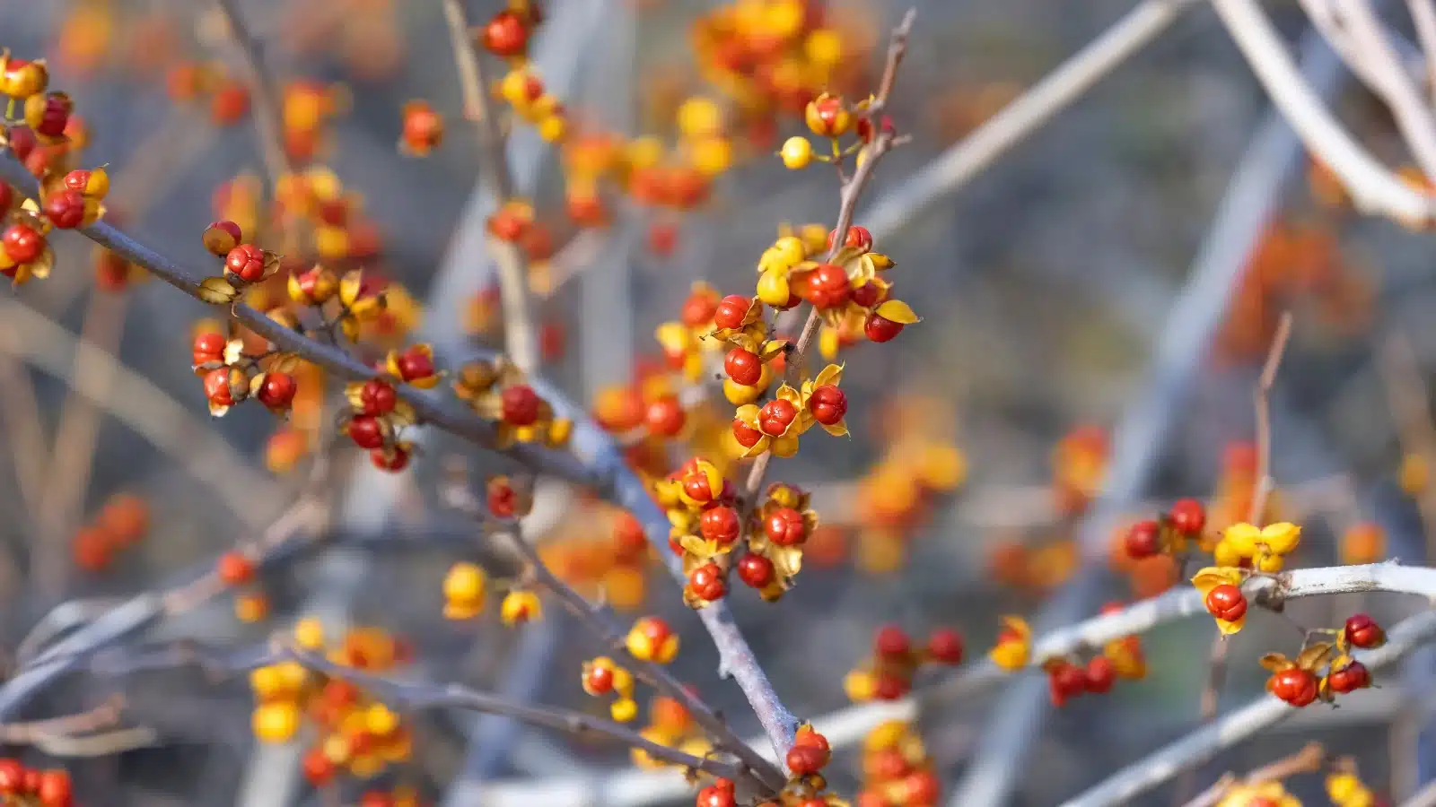 ne plantez pas ces 11 plantes grimpantes dans votre jardin