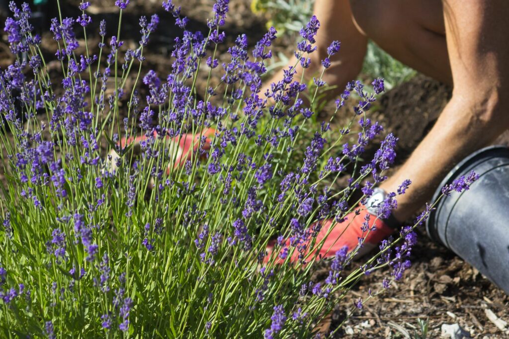 plantes économes en eau