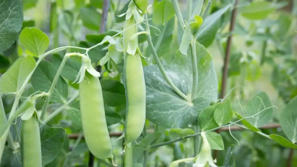 pois mange tout