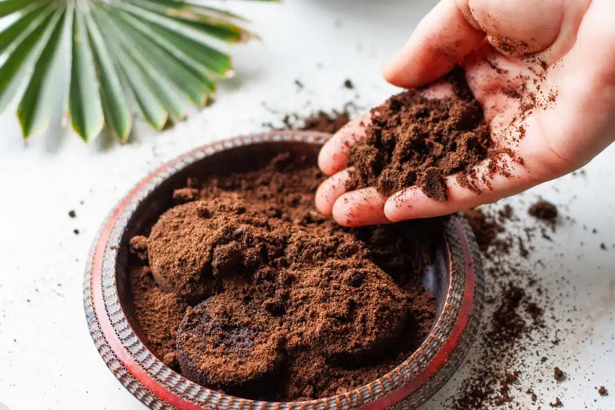 quelles plantes n'aiment pas le marc de café mnei