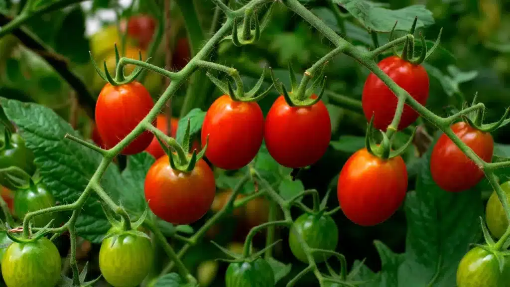 tomates cerises