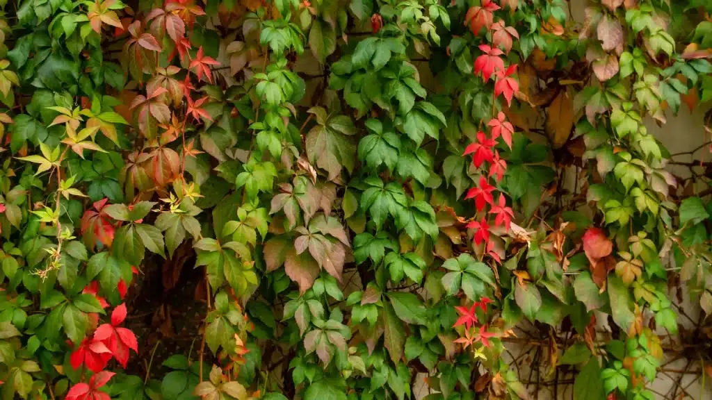 vigne vierge
