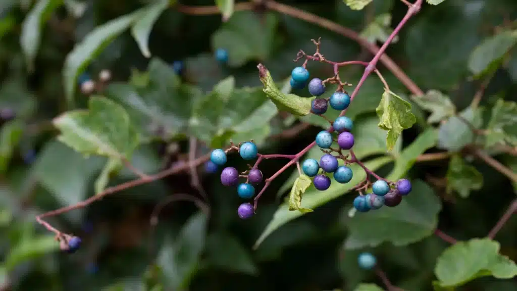 vigne vierge à fruits bleus