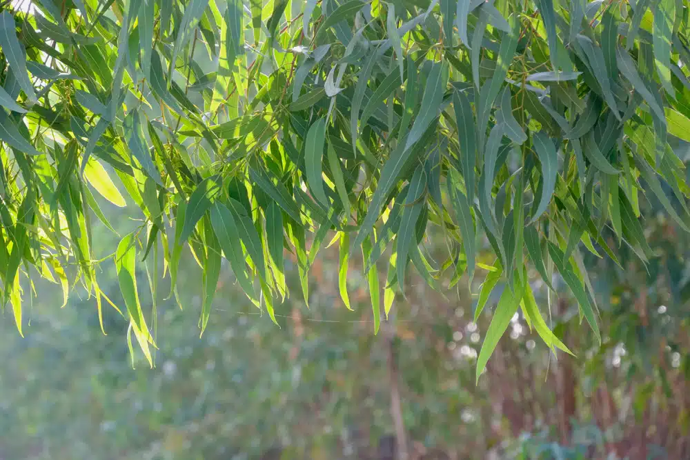 eucalyptus citronné