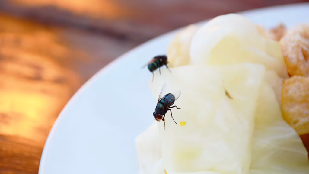 huiles essentielles contre les mouches