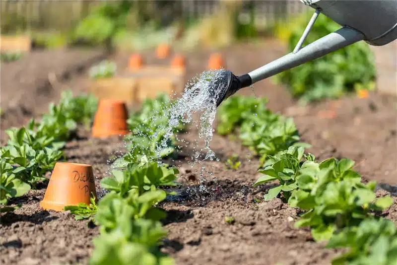 utiliser l'eau de pluie pour arroser le potager