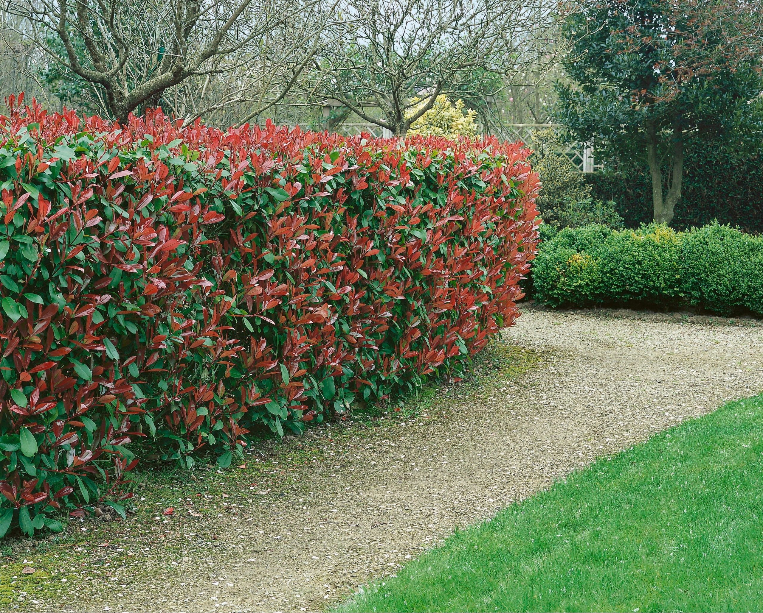 6 inconvénients du photinia à connaître absolument