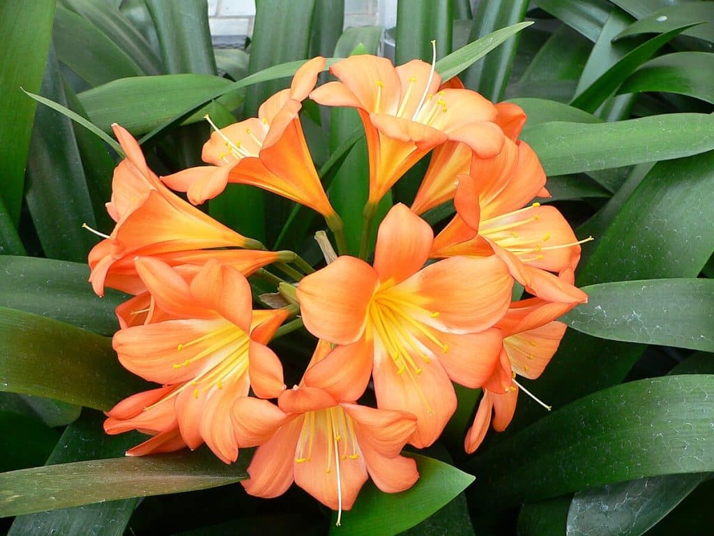 agapanthe orange