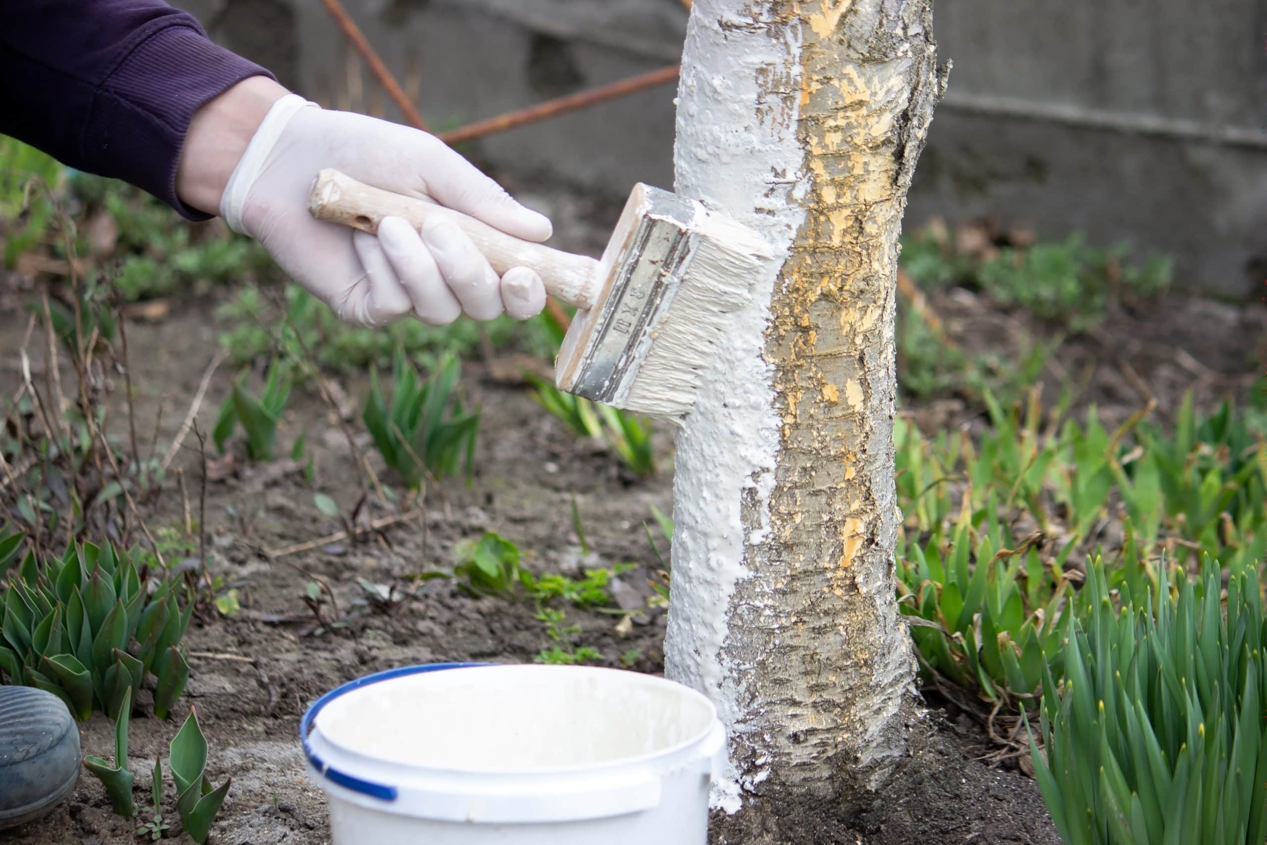 Chaulage pourquoi faut-il peindre les troncs d’arbres en blanc