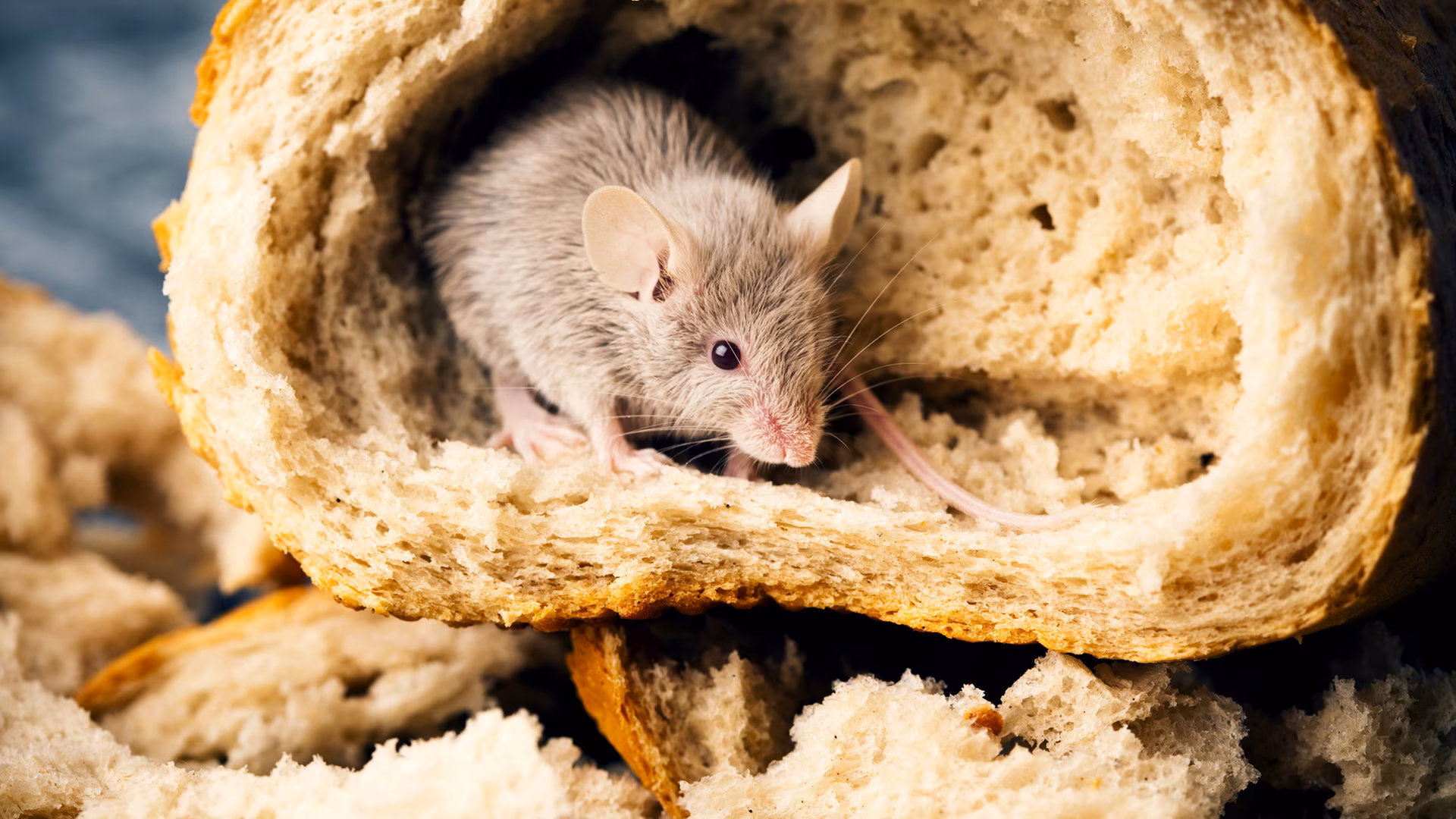 comment se débarrasser des souris avec du bicarbonate de soude
