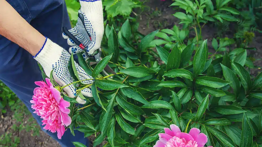 comment tailler les pivoines
