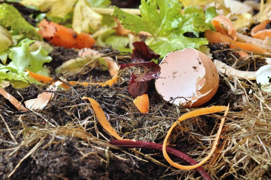 Déchets alimentaires jetés dans la nature