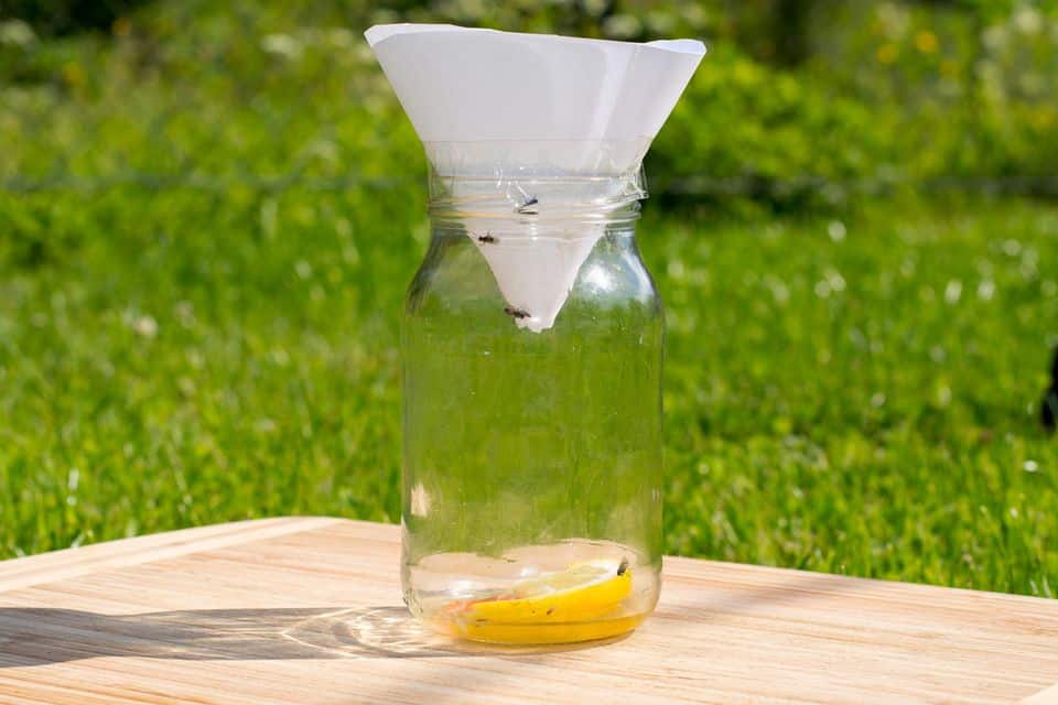 fabrication d’un piège à mouche avec une bouteille en plastique
