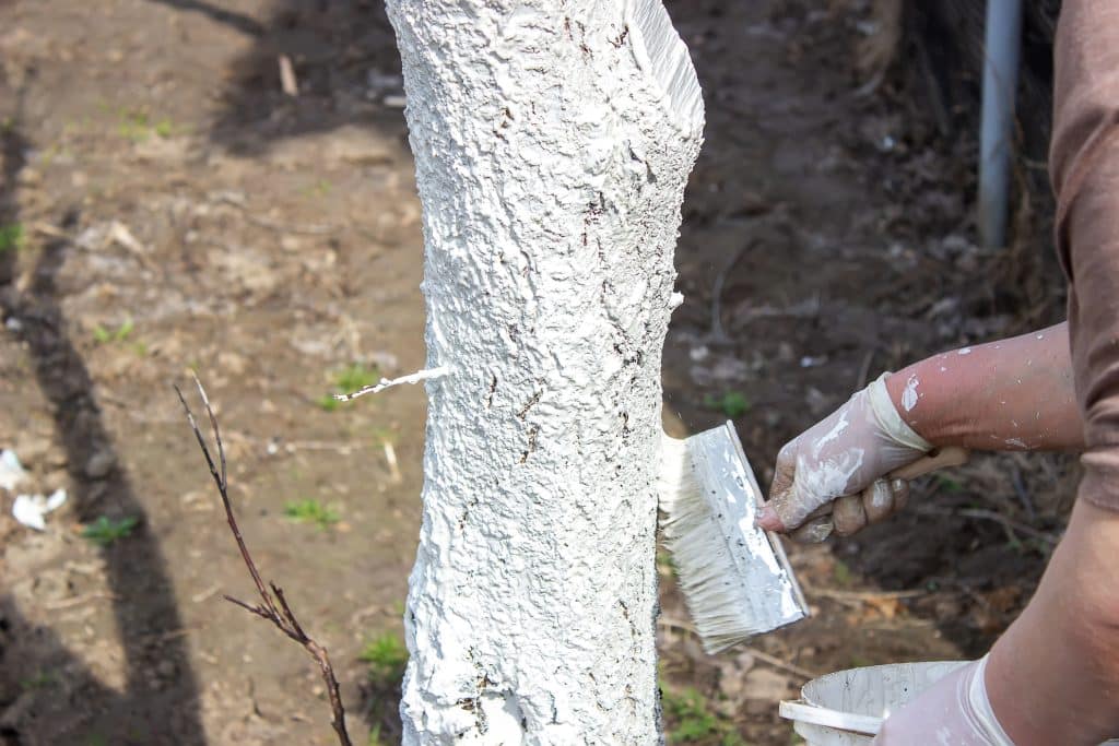 Femme entrain de chauler un arbre