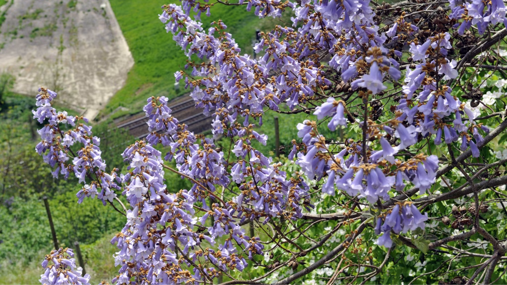 inconvénients de la paulownia