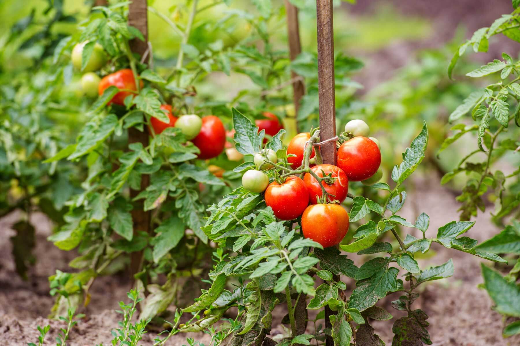 jusqu'à quand peut on planter des tomates