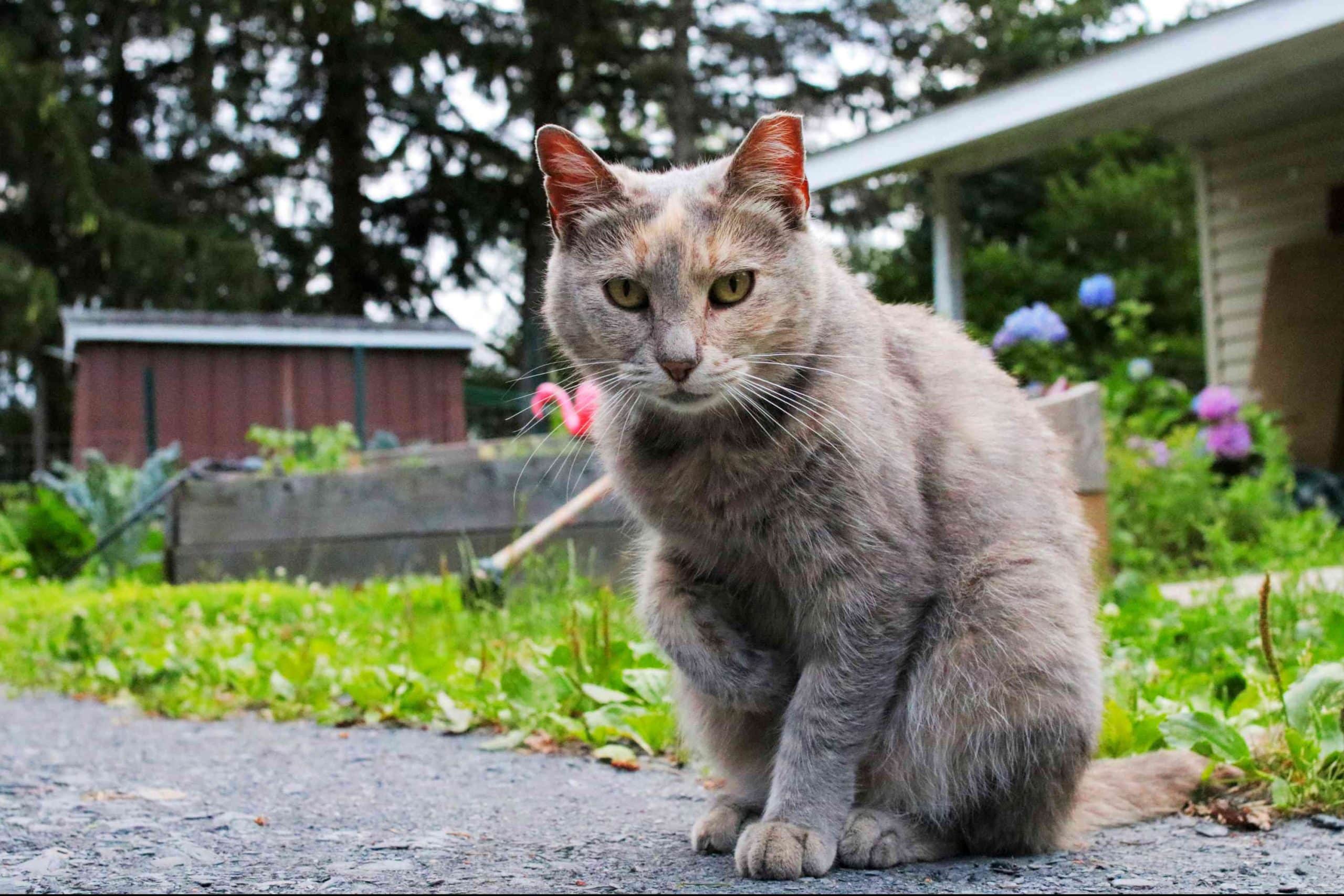 le chat du voisin s'invite constamment dans votre jardin que dit la loi