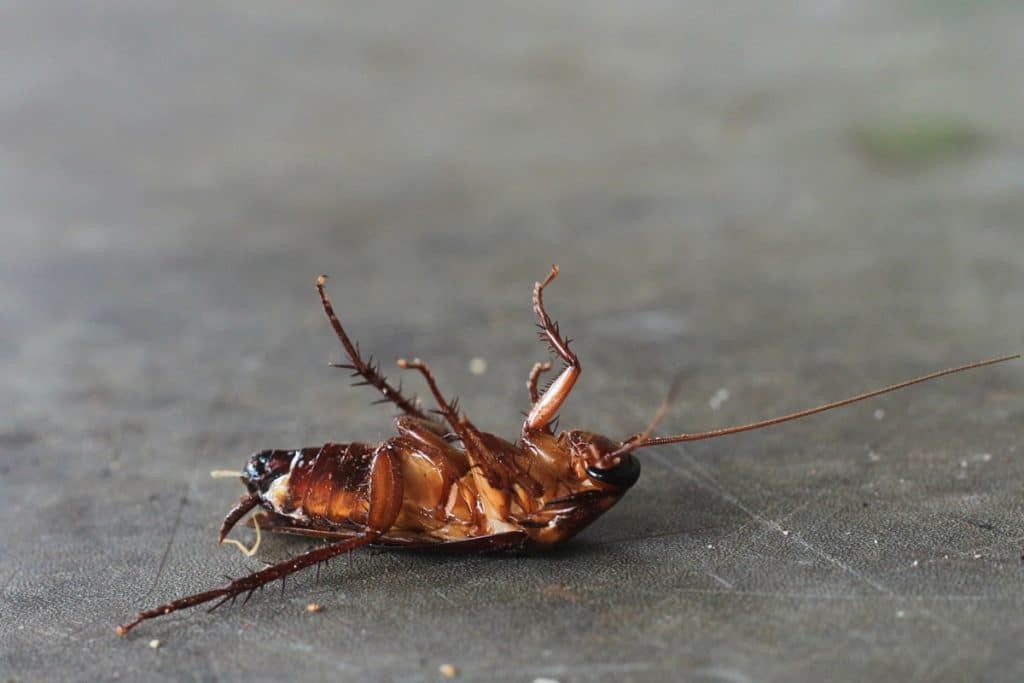 méthodes naturelles pour éliminer les cafards de jardin