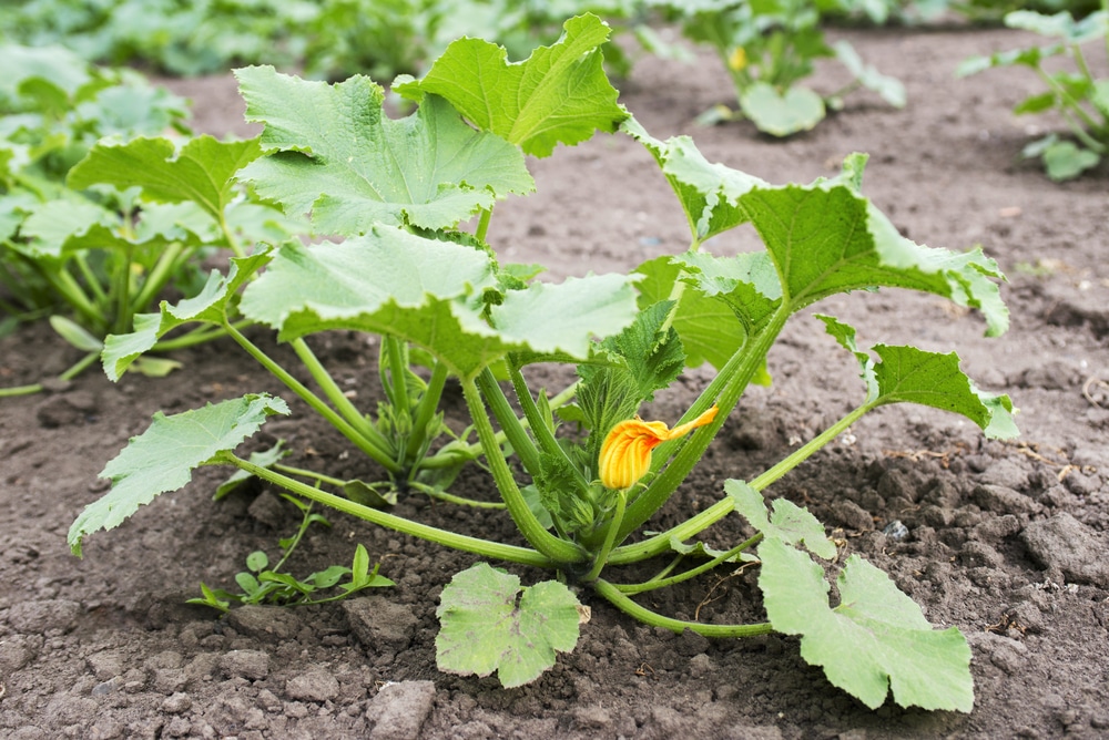 planter des courgettes