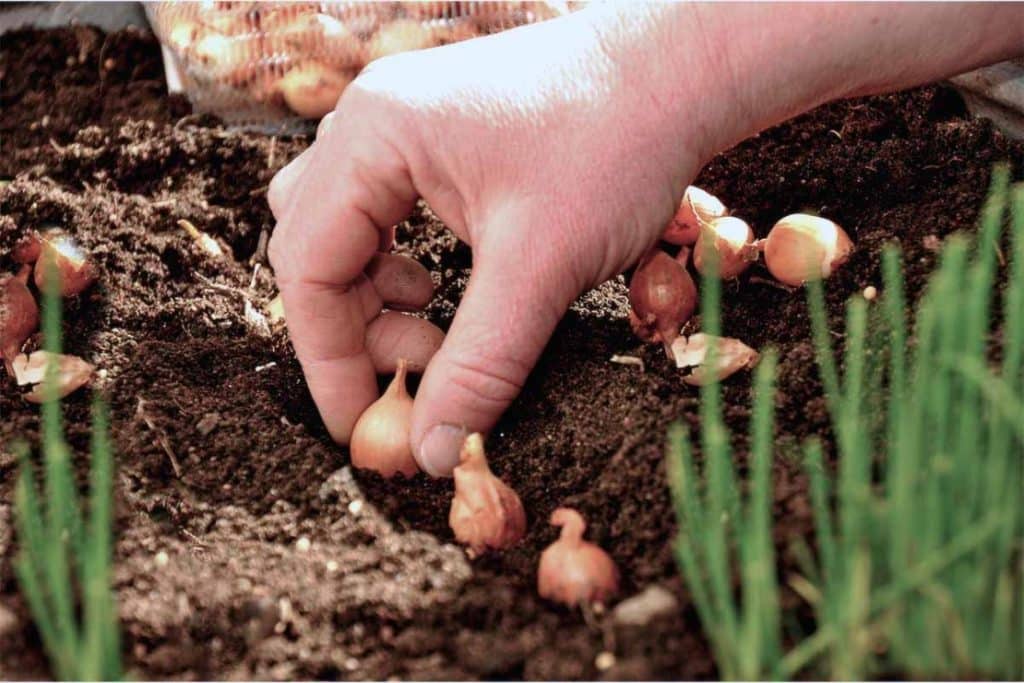 planter des oignons