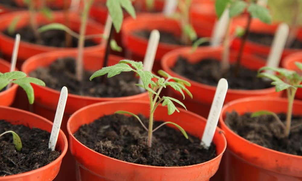 planter des tomates cerises