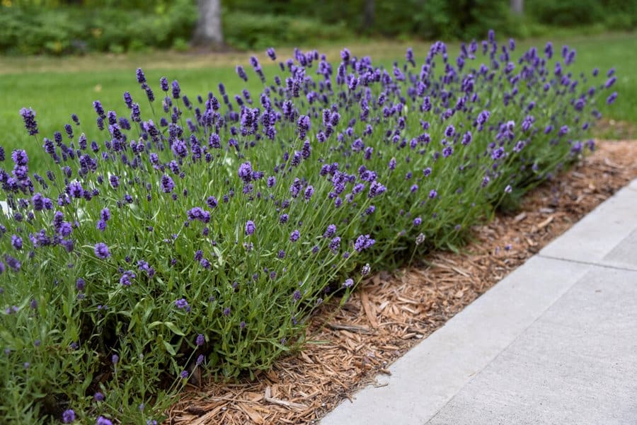 planter la lavande