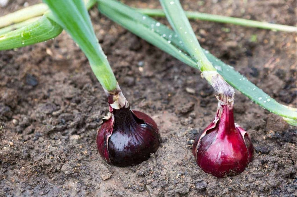planter l'oignon rouge