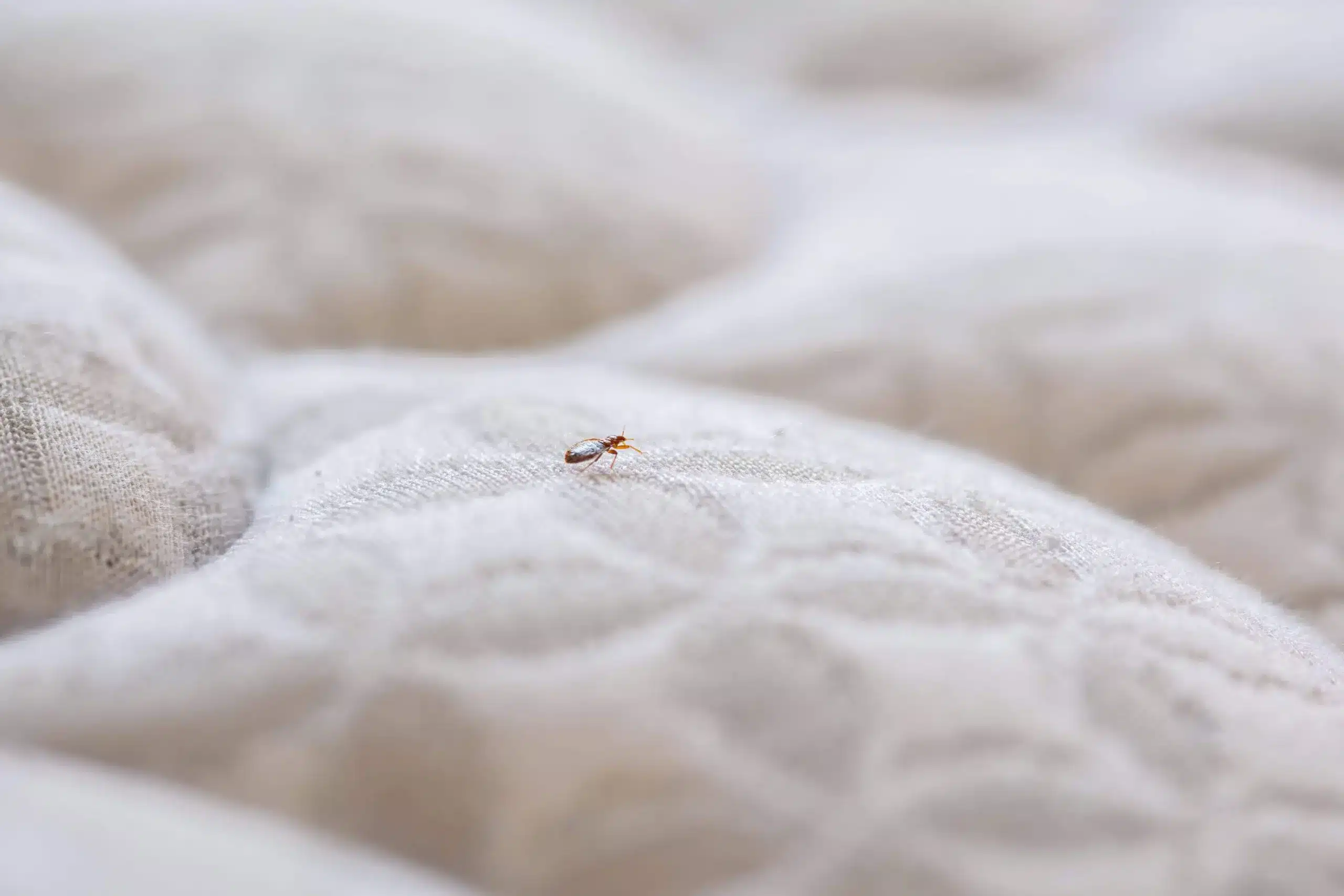 punaises de lit et literie comment protéger votre matelas et vos draps