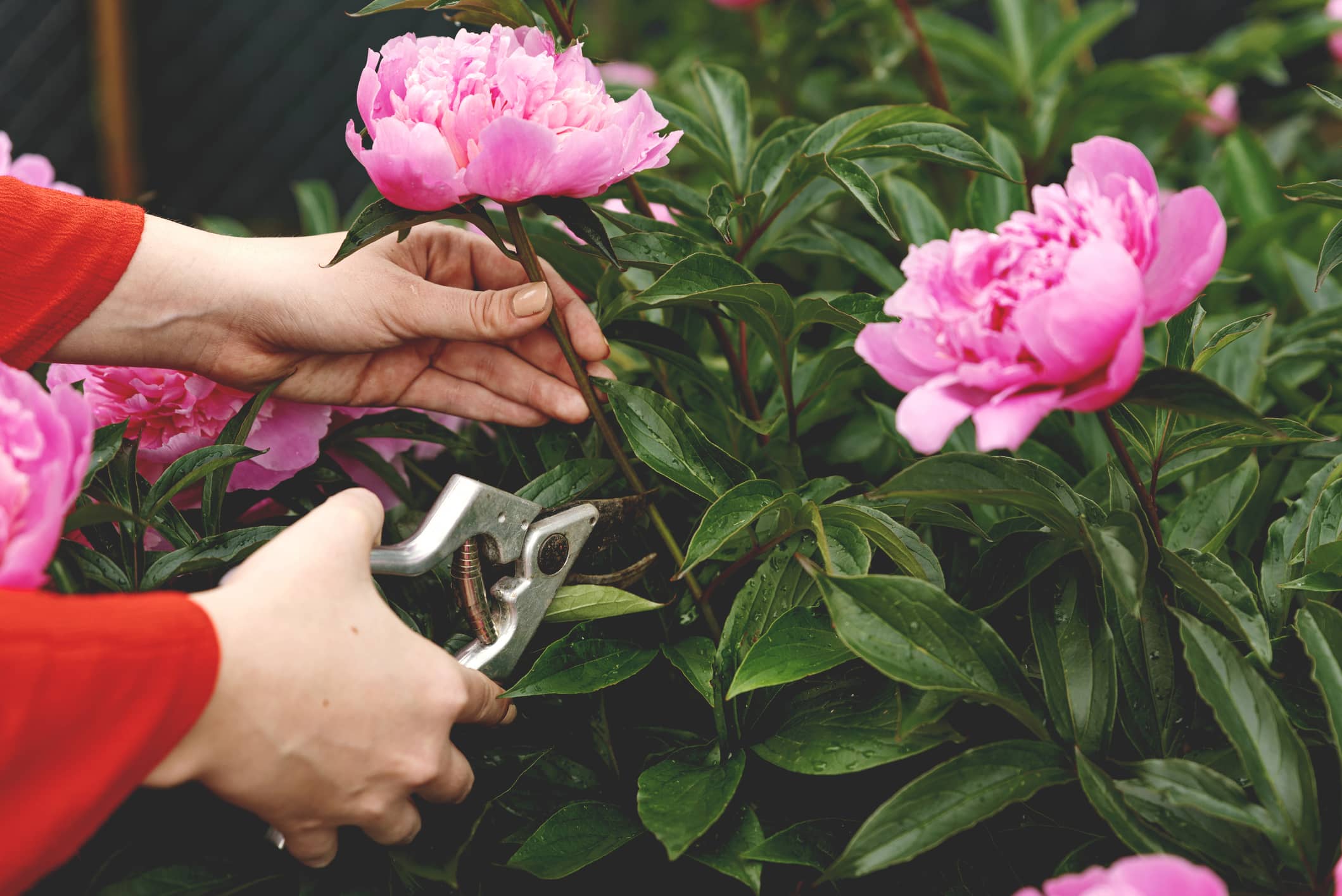 Quand et comment tailler les pivoines
