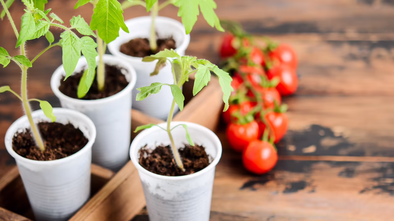 quand planter des tomates cerises