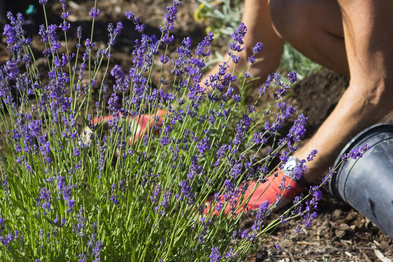 quand planter la lavande