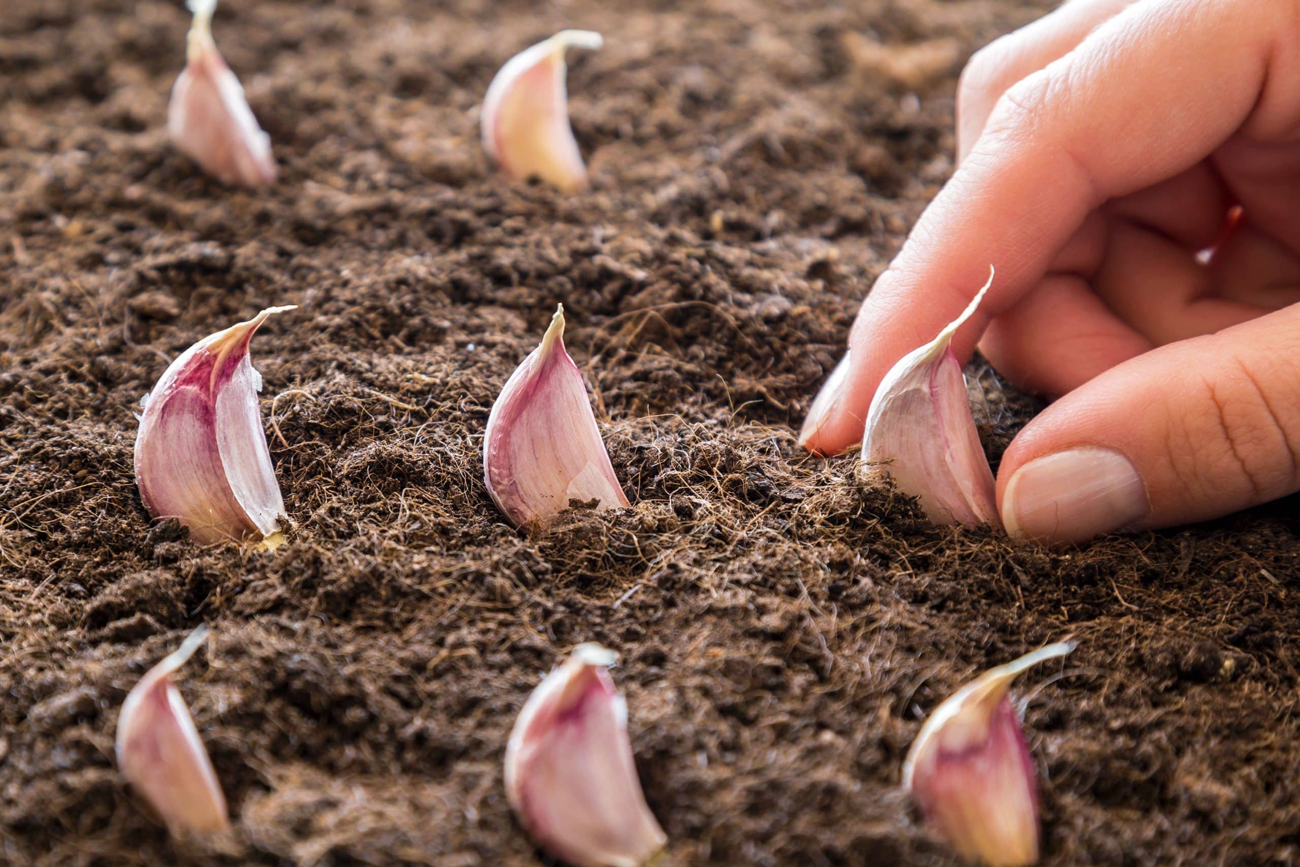 quand planter l'ail
