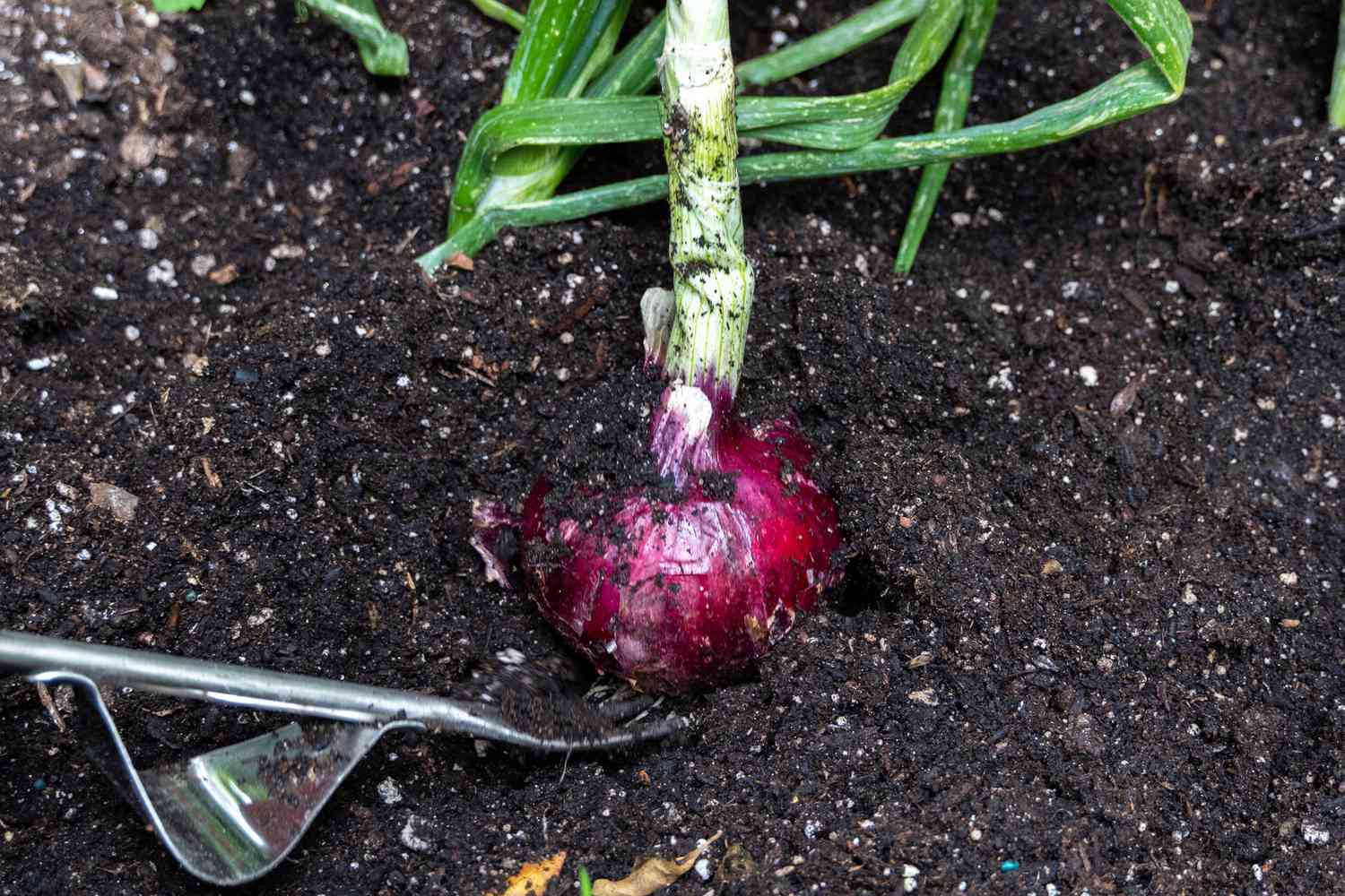quand planter l'oignon rouge