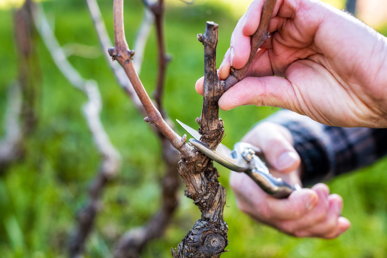 quand tailler les vignes