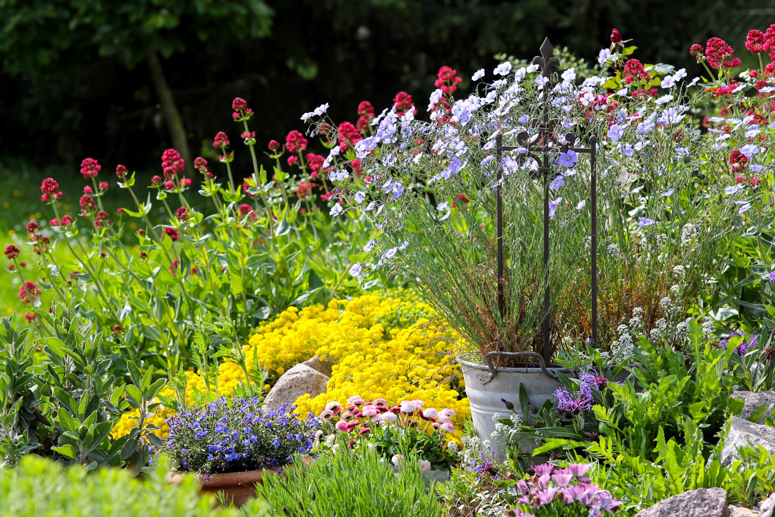 Quel massif de vivaces fleurit toute l'année