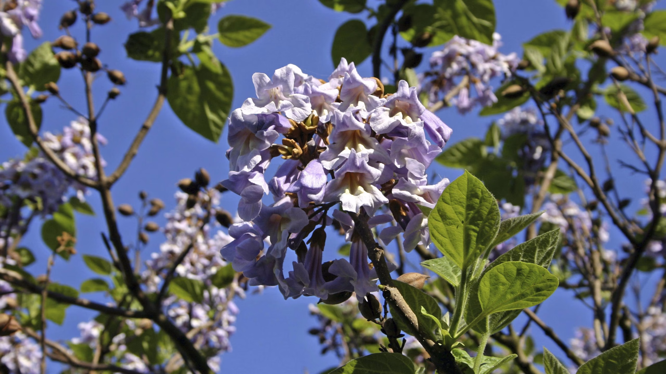 quels sont les inconvénients de la paulownia