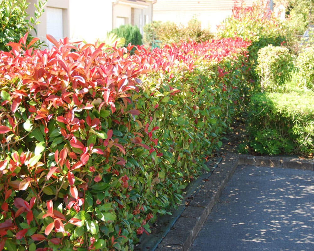 quels sont les inconvénients du photinia